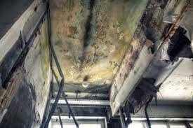 Why You Should Choose Our Mold Remediation Services in Quincy, CA